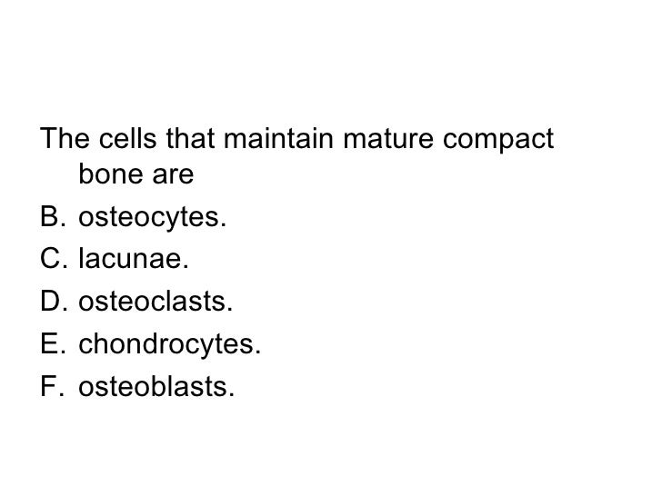 mature compact bone are called Mature compact bone are called